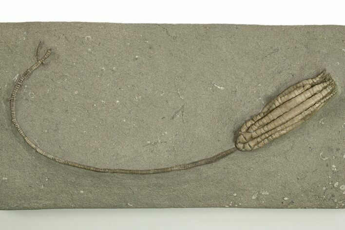 Fossil Crinoid (Scytalocrinus) - Crawfordsville, Indiana #310212